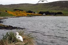 Kelpgans (3 von 8).jpg